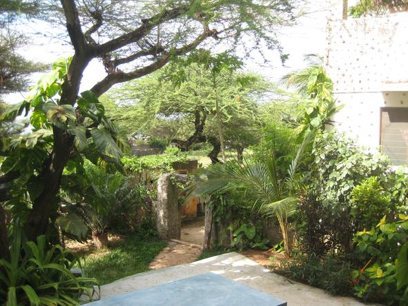 Banana House - Garden 